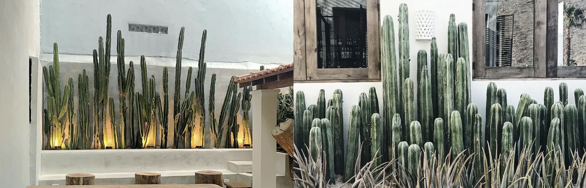 Caracas Cactus