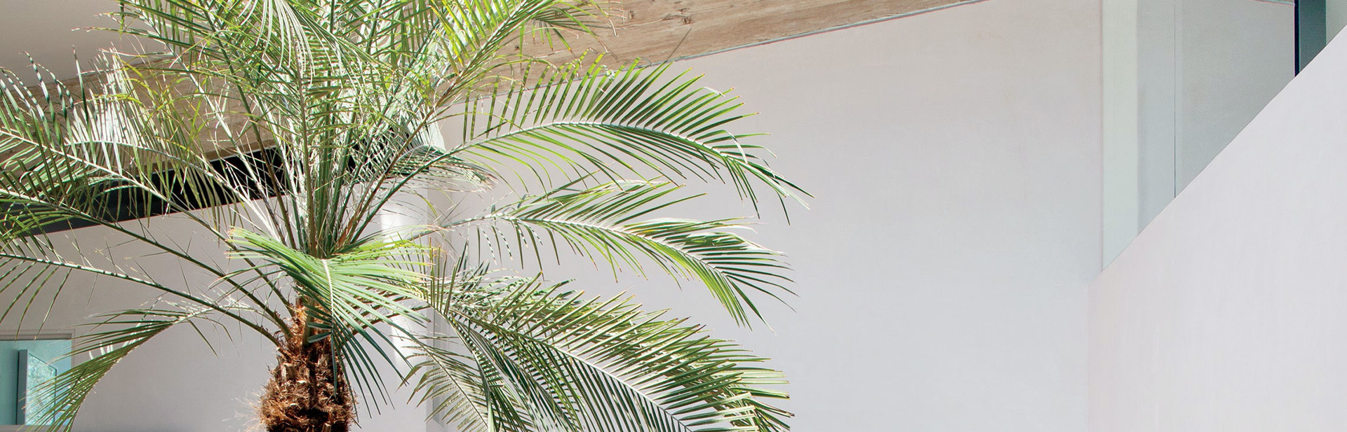 Malibu Phoenix Palm