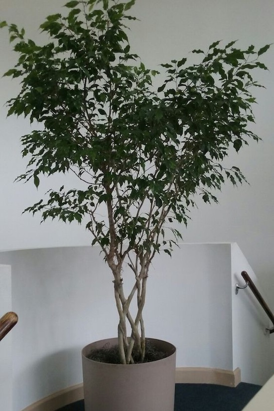 Ficus Royale