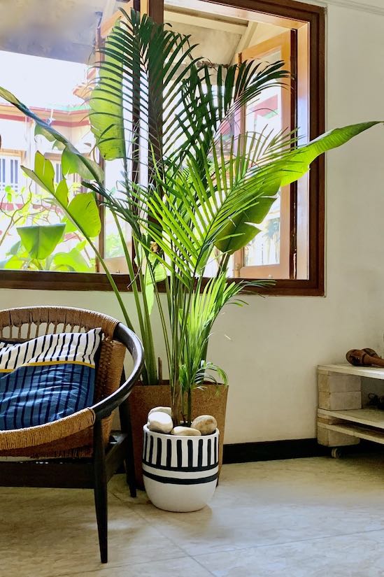 Martinique Cane Palm