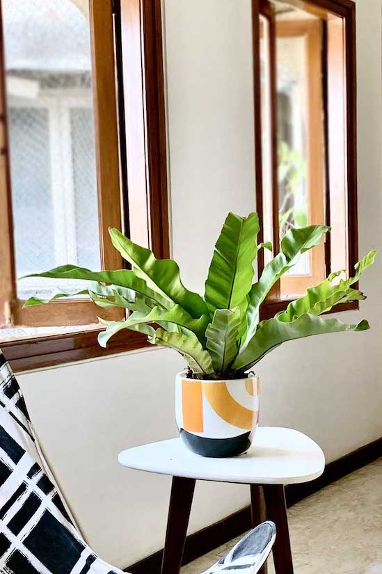 Nest Fern