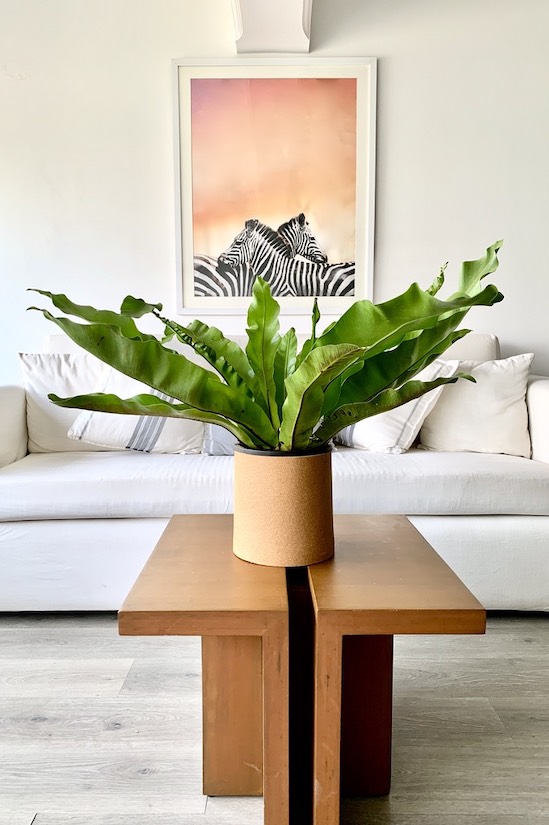 Nest Fern